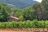 Chasseur Immobilier Vignobles St Chinian