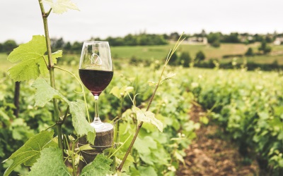 Wine regions: Some areas like Burgundy, Bordeaux, and the Loire Valley attract wine enthusiasts and investors seeking vineyard properties.